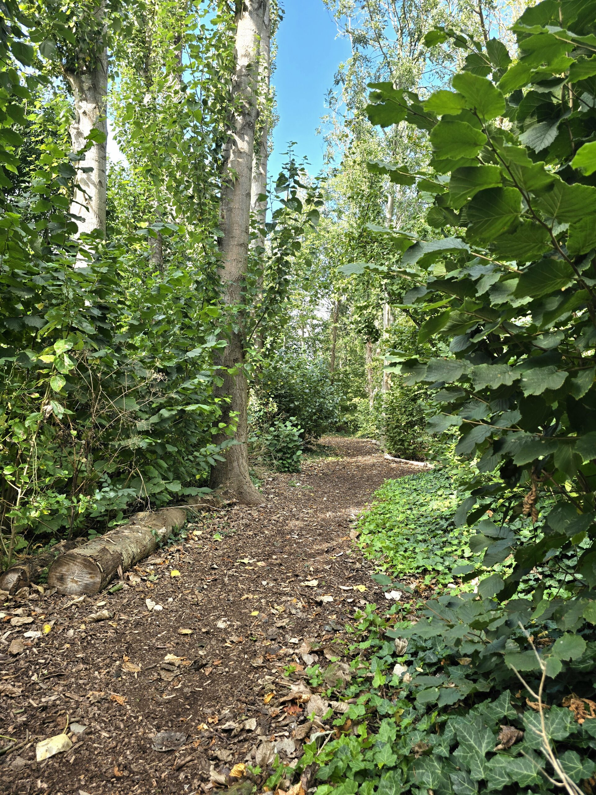 Nursery children exploring the Walkergate woods